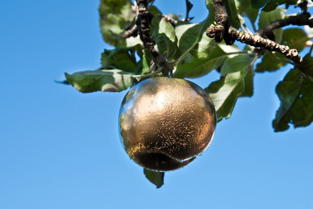 Mela d’oro di Idun