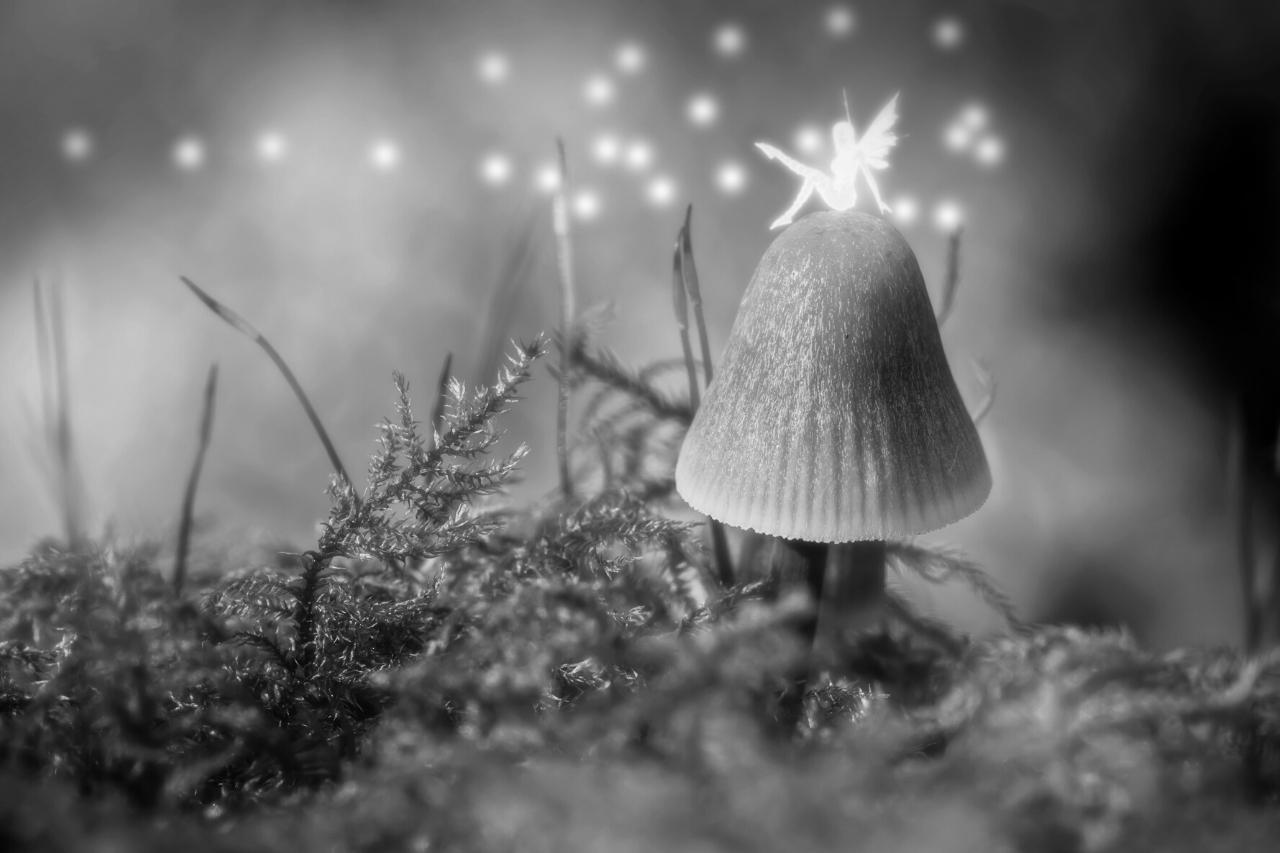 La magia delle fate: cosa possono fare con la loro magia?